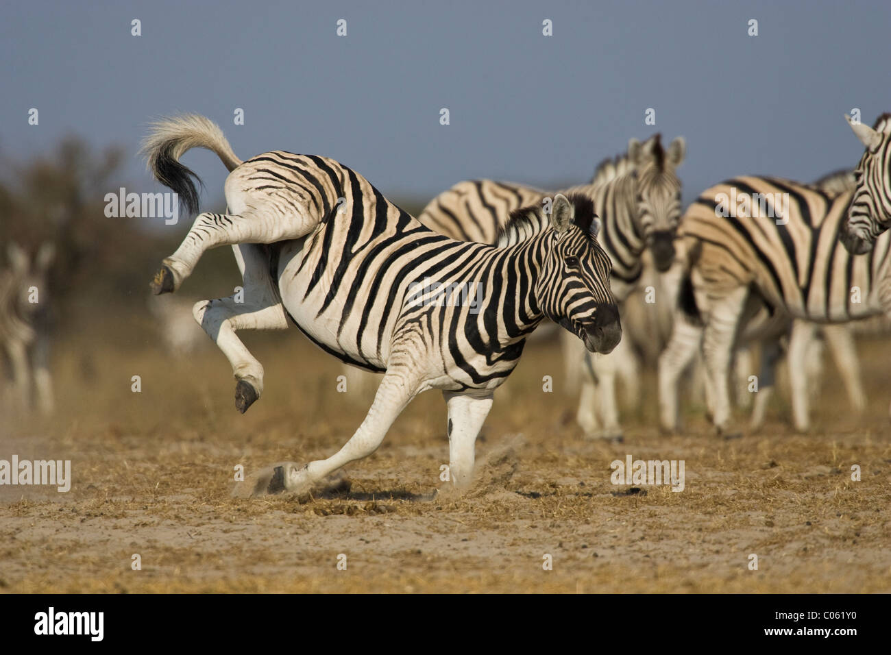 Coups de Zebra, Etosha National Park, Namibie. Banque D'Images