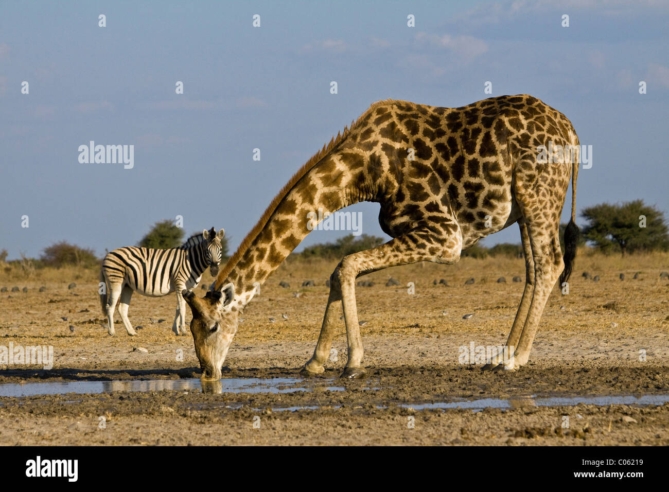 Potable girafe, Etosha National Park, Namibie. Banque D'Images