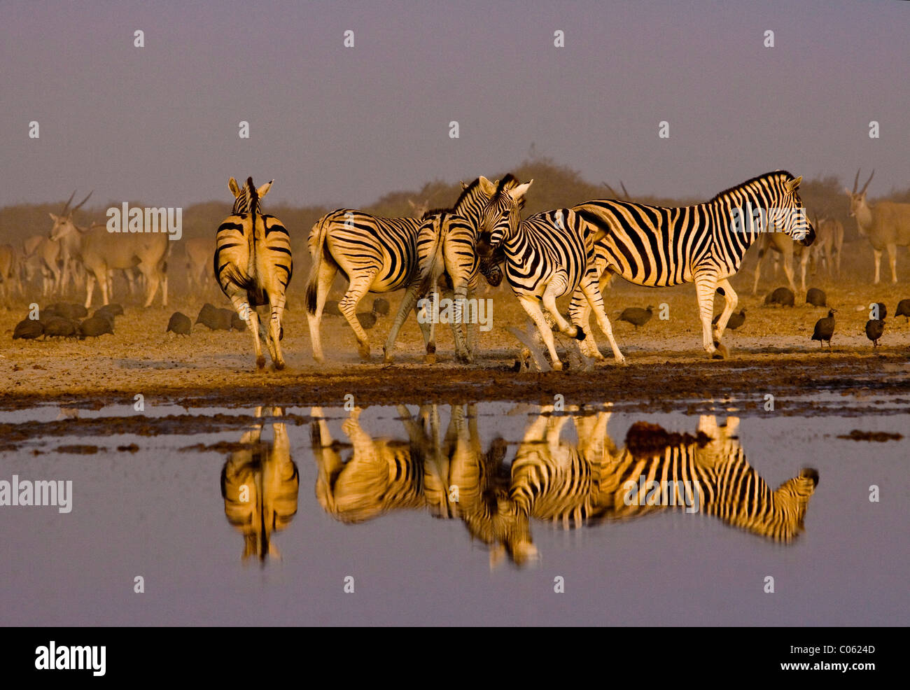 Les zèbres reflète au waterhole, Etosha National Park, Namibie. Banque D'Images