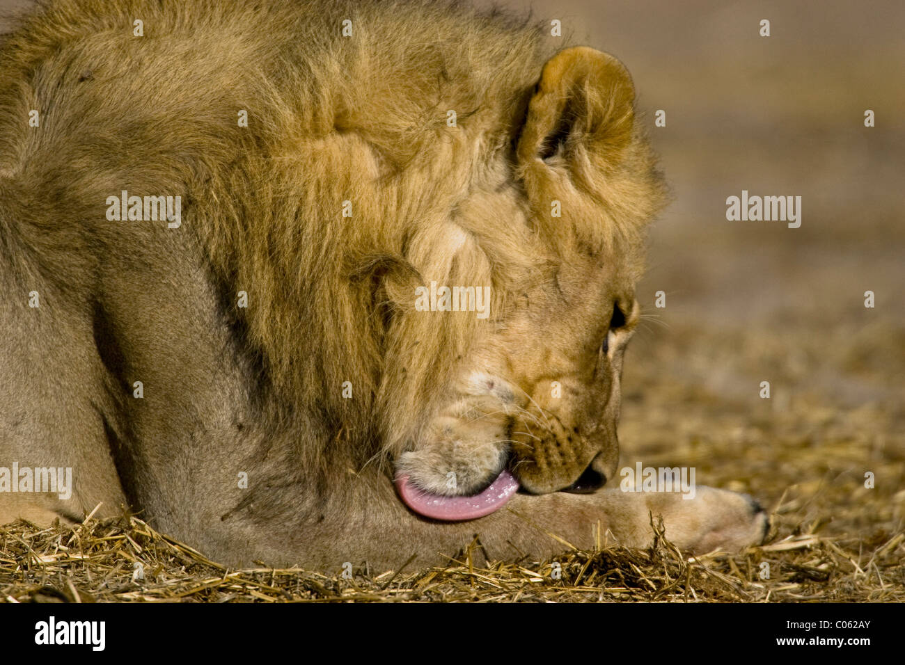 Lion léchant sa jambe, Etosha National Park, Namibie Banque D'Images