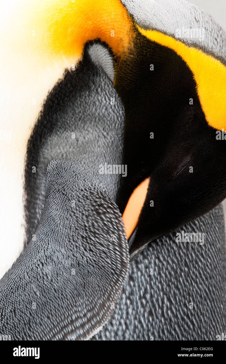 King Penguin au lissage, la plaine de Salisbury, la Géorgie du Sud, l'Atlantique Sud. Banque D'Images