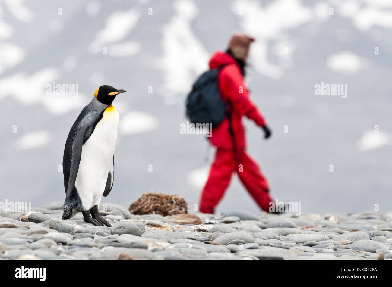 Le roi pingouin avec les touristes sur la plage de Salisbury Plain, Géorgie du Sud, l'Atlantique Sud Banque D'Images