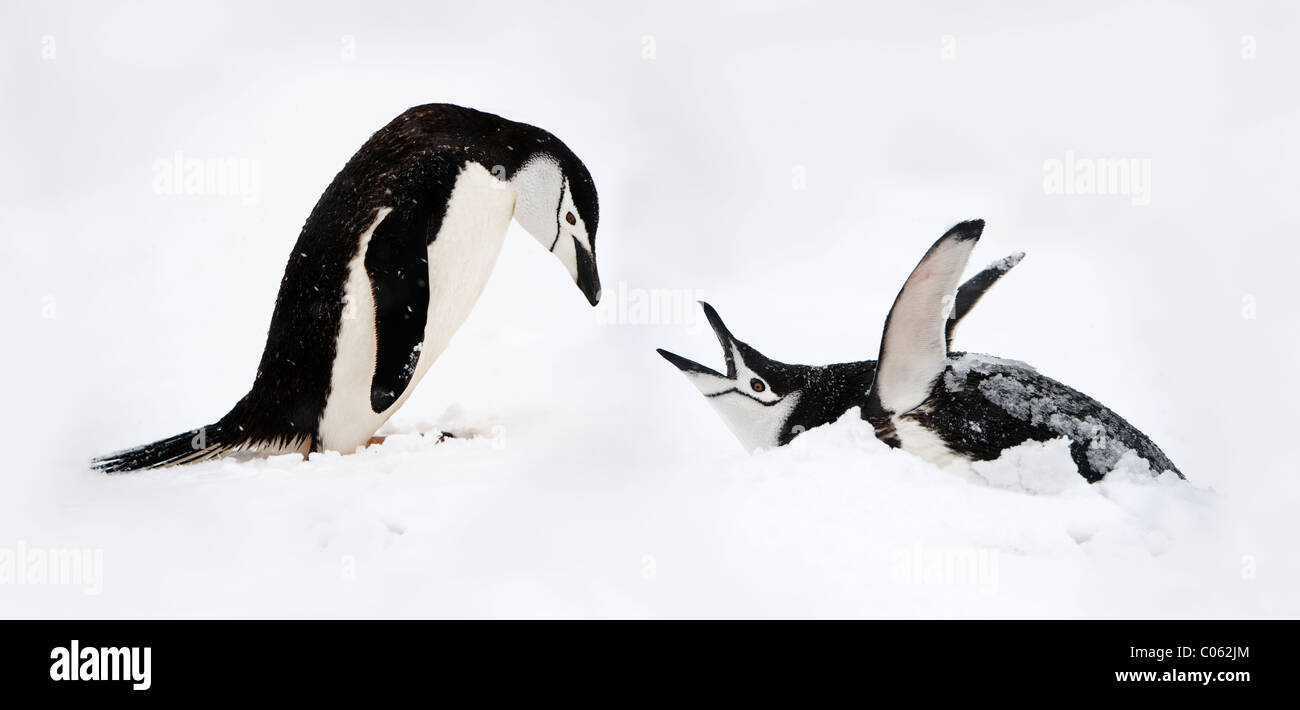 Chin-strap Penguin l'affichage, l'Île Half-Moon, Îles Shetland du Sud, l'Antarctique. Banque D'Images