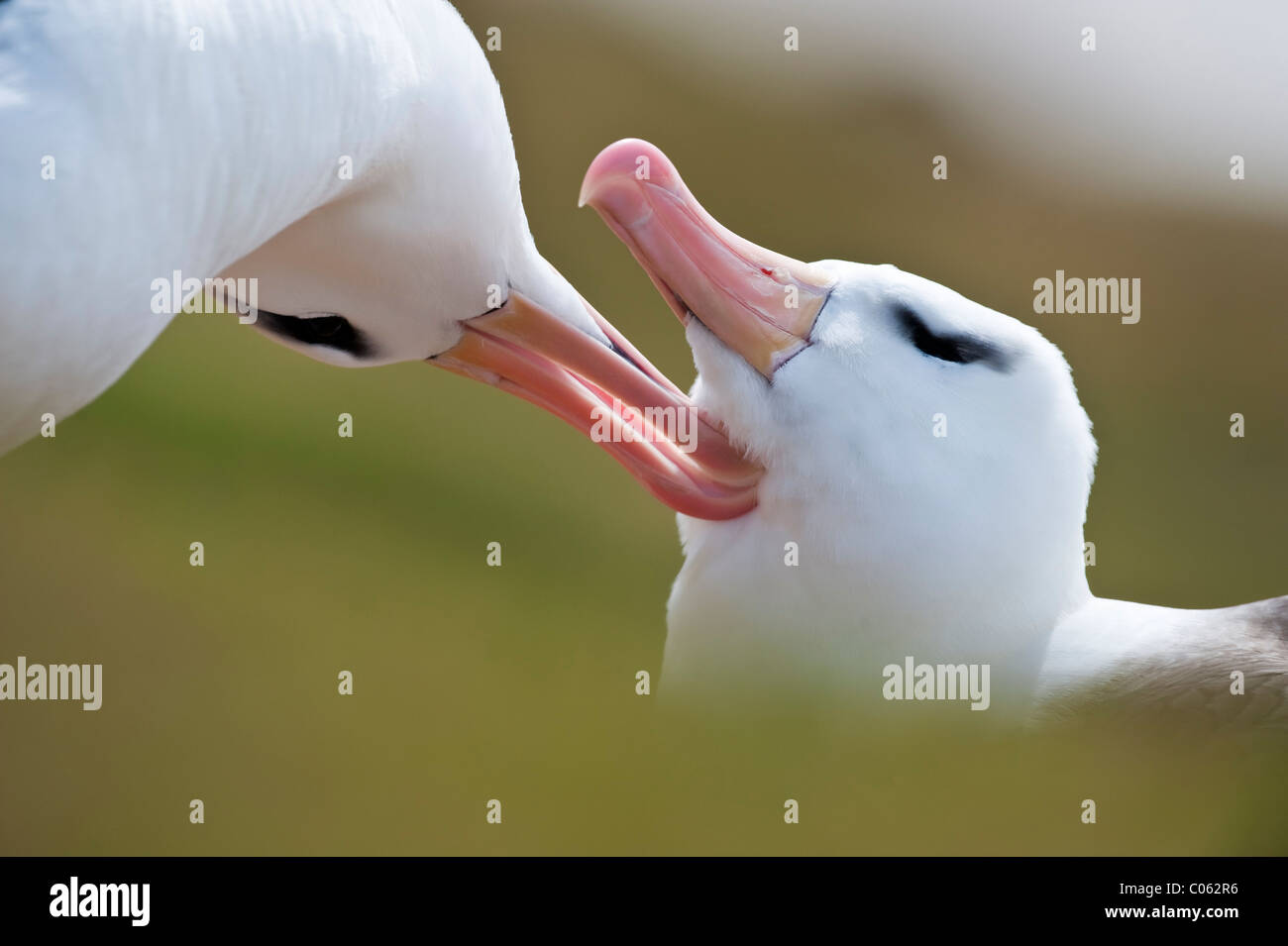 Albatros à sourcils noirs se lisser au colonie de reproduction, Saunders Island, Îles Falkland, l'Atlantique Sud. Banque D'Images