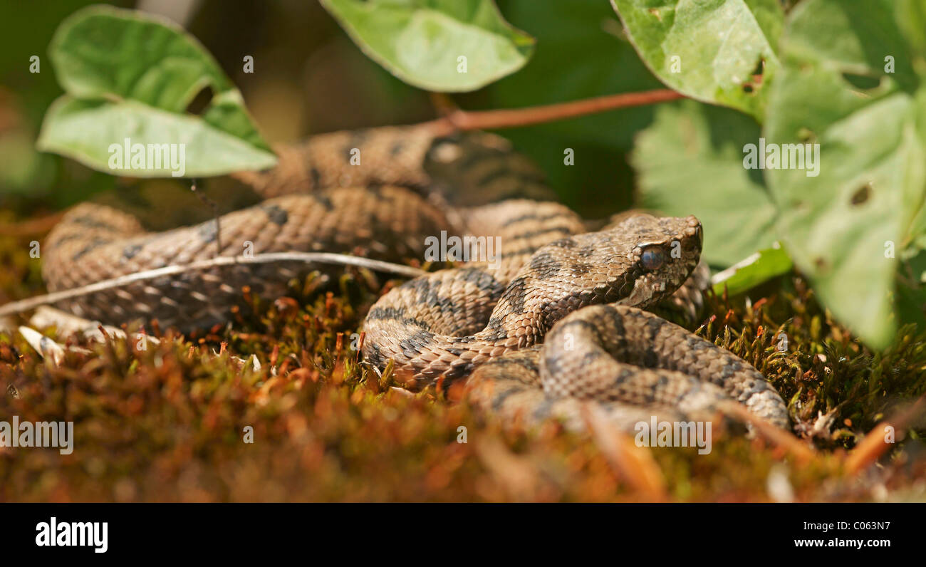 Vipère aspic (Vipera aspis) Banque D'Images