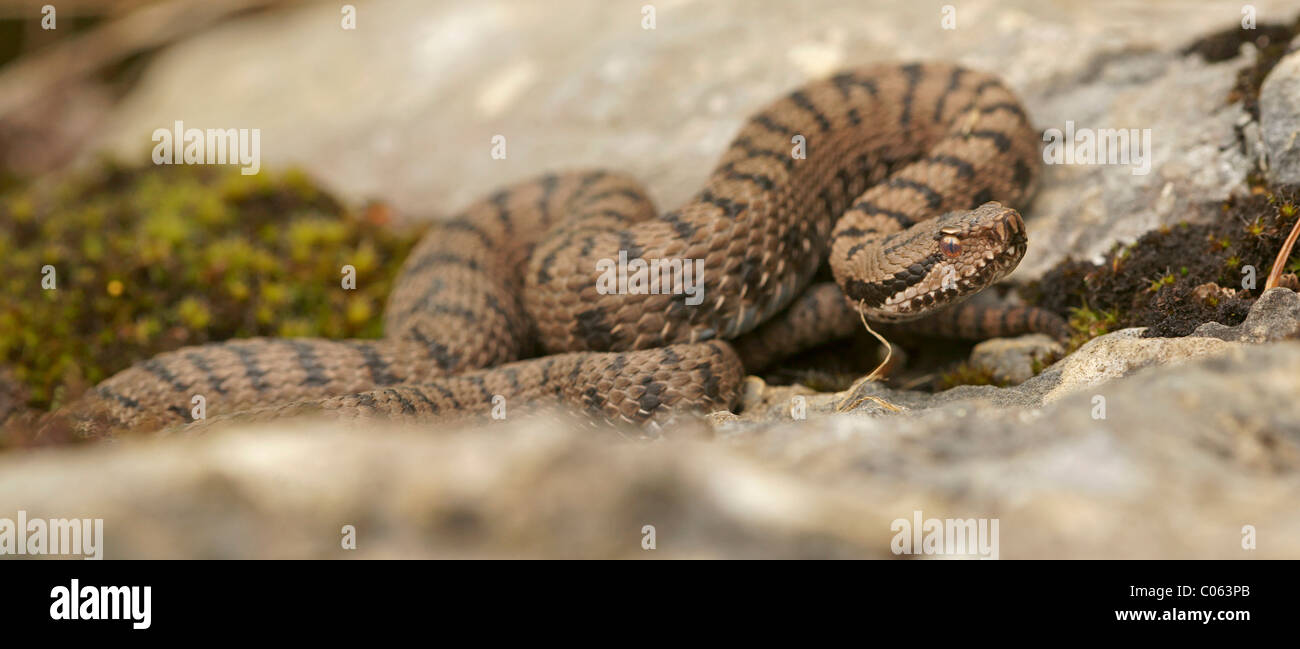 Vipère aspic (Vipera aspis) Banque D'Images