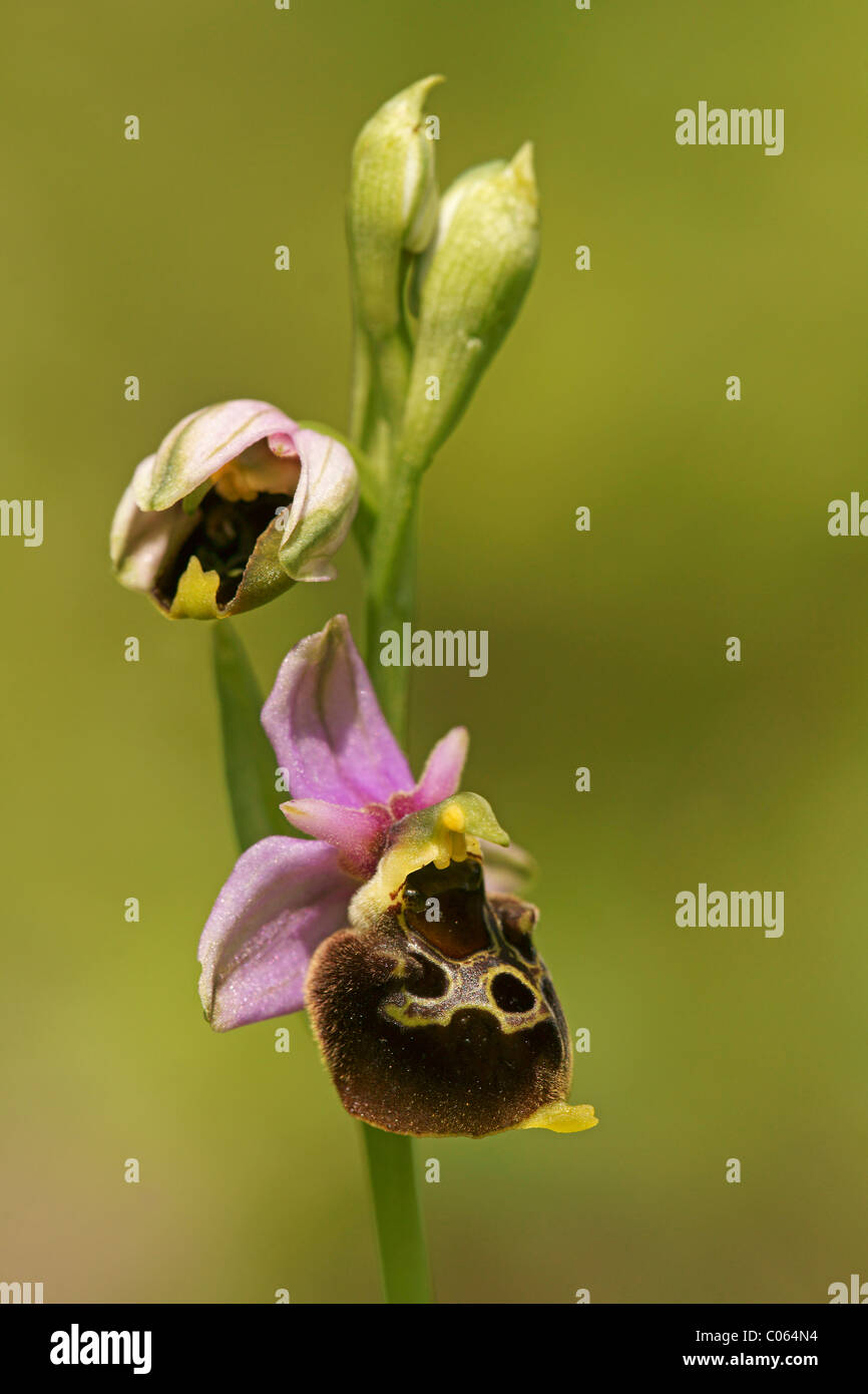 La fin de l'Araignée de orchid (Ophrys holoserica) Banque D'Images