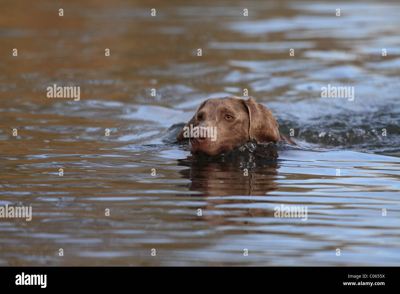 Braque de natation Banque D'Images