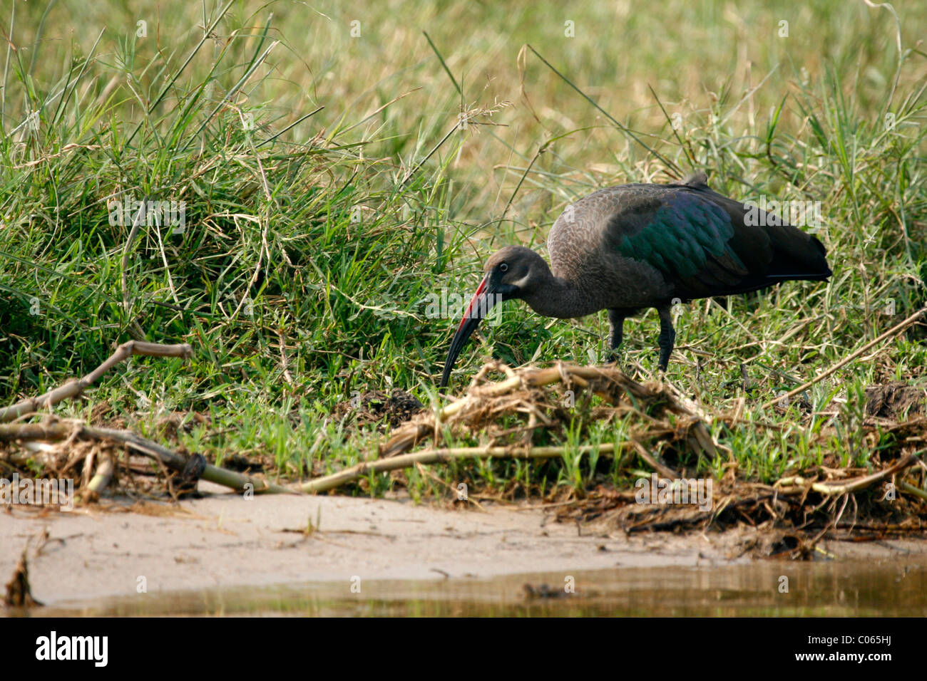 Ibis hagedash sur les rives de la Canal Kazinga dans le Parc national Queen Elizabeth, à l'ouest de l'Ouganda Banque D'Images