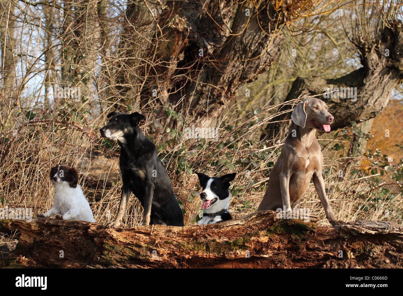 chiens Banque D'Images