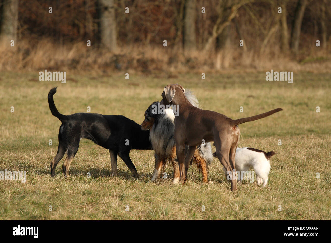 chiens Banque D'Images