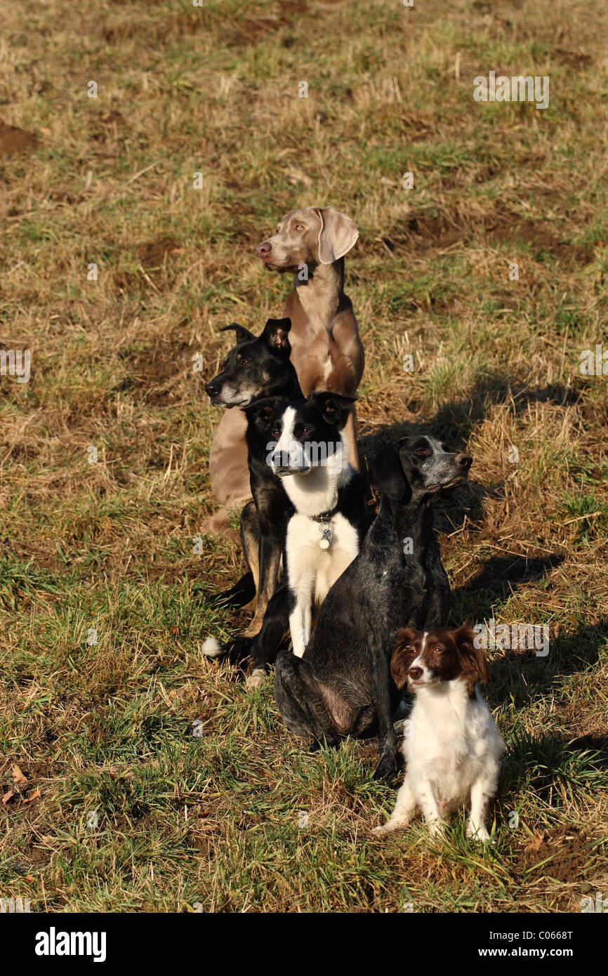 chiens Banque D'Images