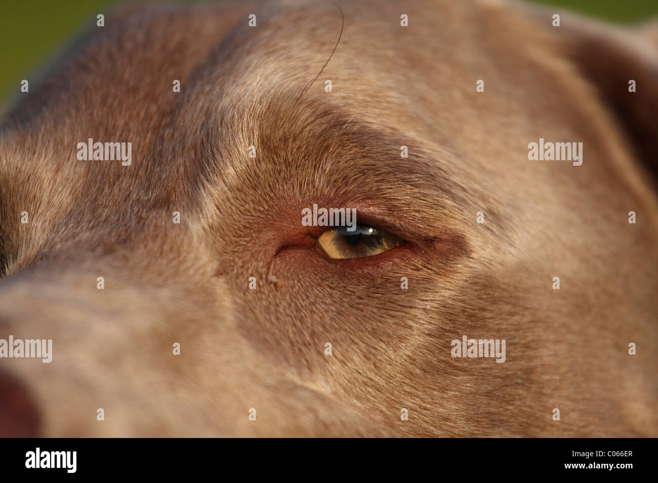 yeux du chien Banque D'Images