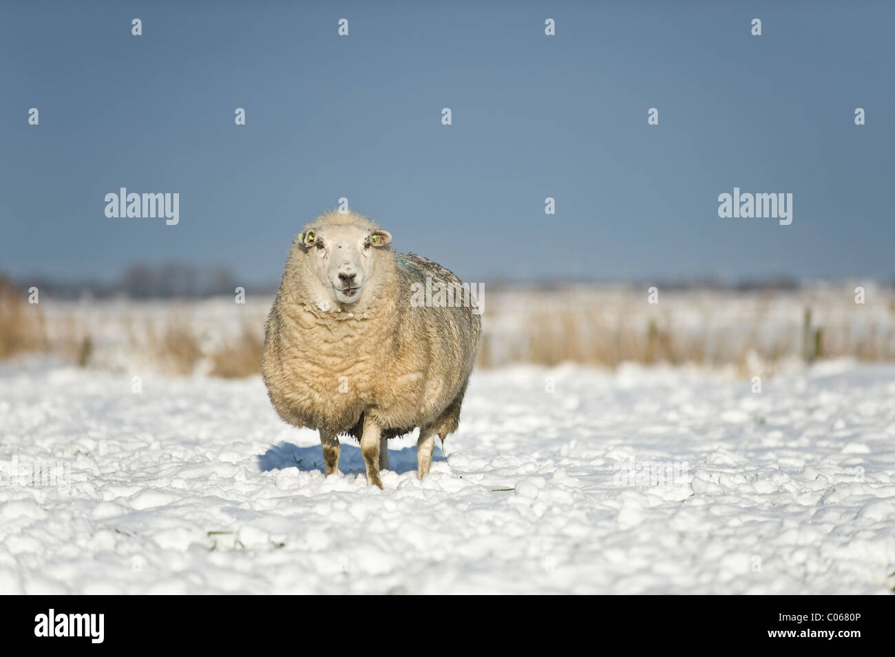 Des moutons paissant dans l'hiver à Amersfoort, Pays-Bas Banque D'Images