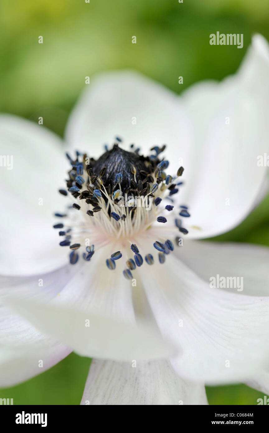 Fleur de pavot (Papaver blanc) Banque D'Images