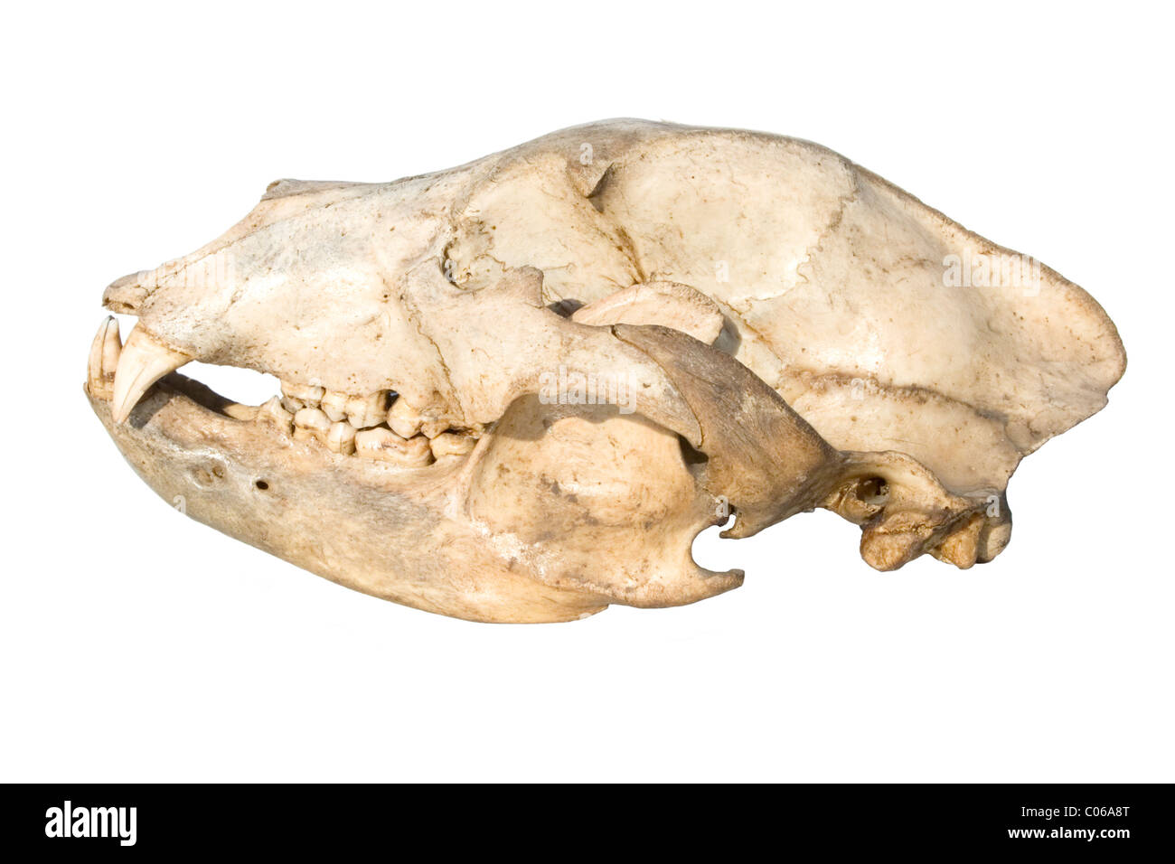 Crâne d'un ours sur un fond blanc Banque D'Images