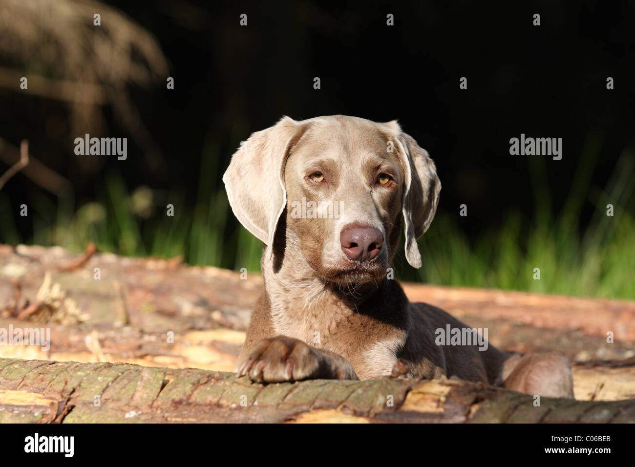 Braque de Weimar Banque D'Images