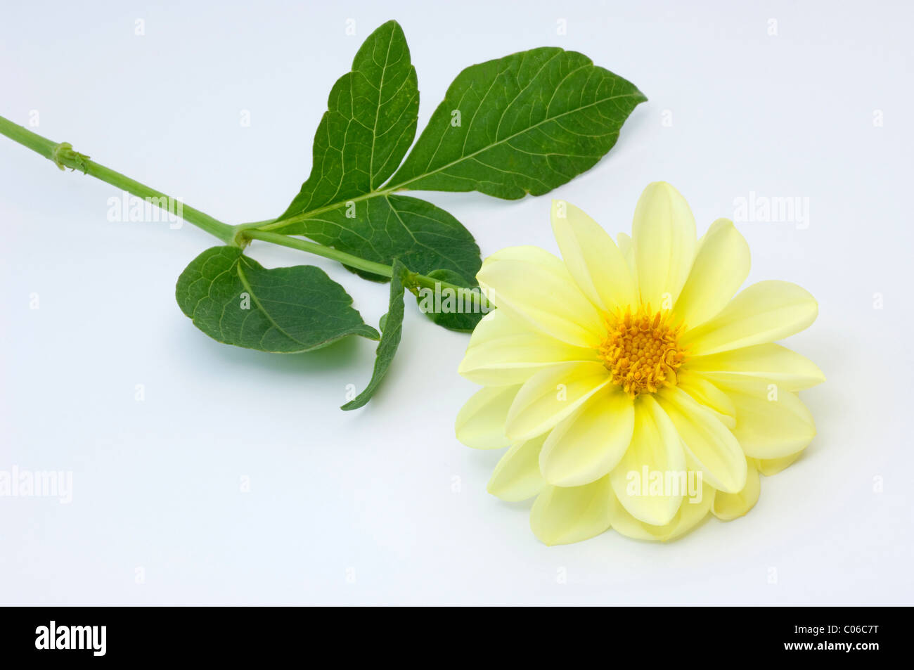 Dahlia écarlate, Wild Mexican le dahlia (Dahlia coccinea), hampes, studio photo sur un fond blanc. Banque D'Images