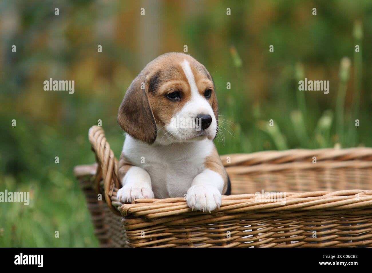 Chiot Beagle Banque D'Images
