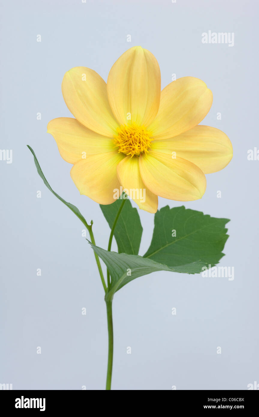 Dahlia écarlate, Wild Mexican le dahlia (Dahlia coccinea), hampes, studio photo sur un fond blanc. Banque D'Images