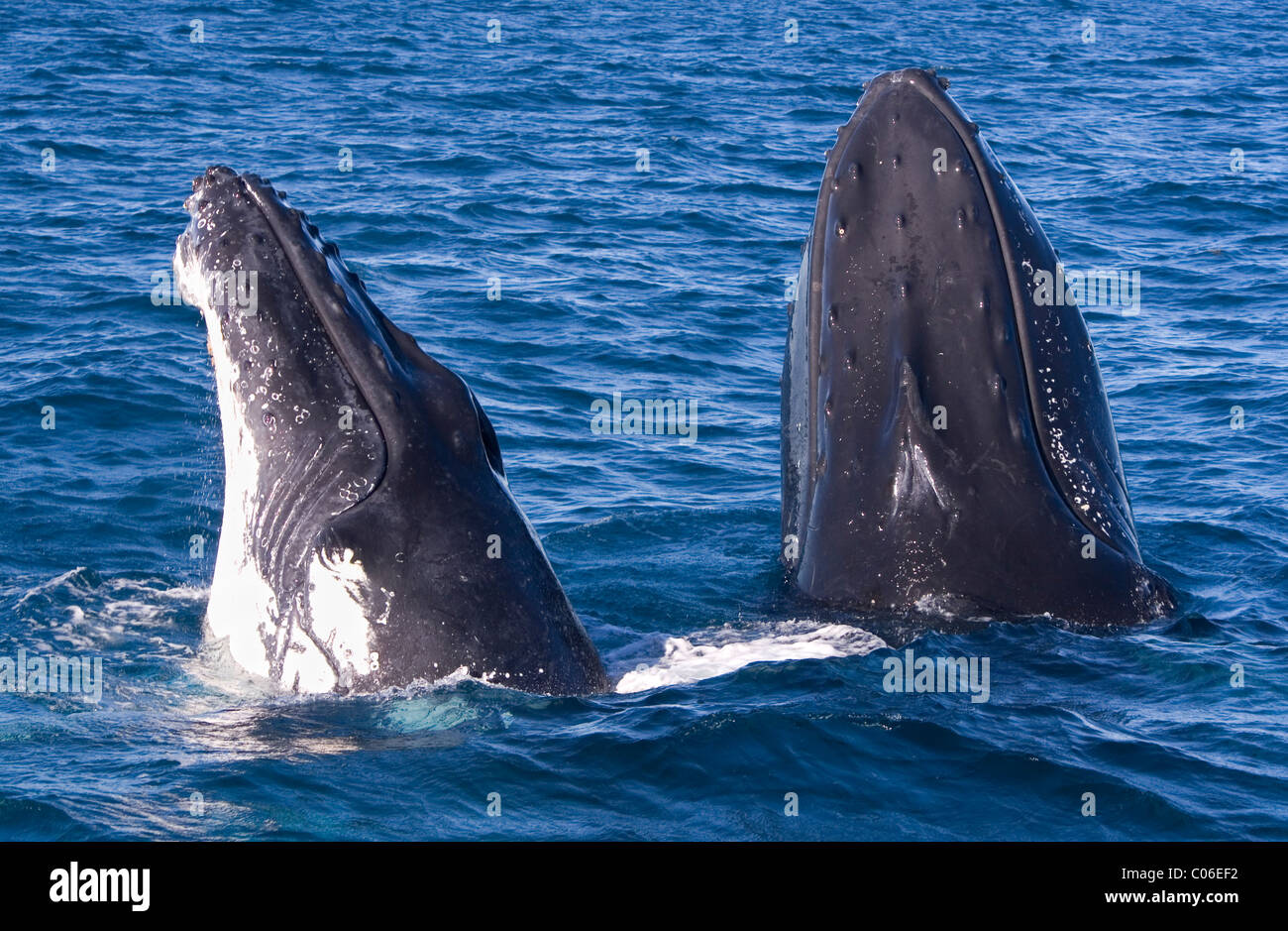 Les baleines à bosse spyhopping dans le golfe d'Exmouth, dans l'ouest de l'Australie. Banque D'Images