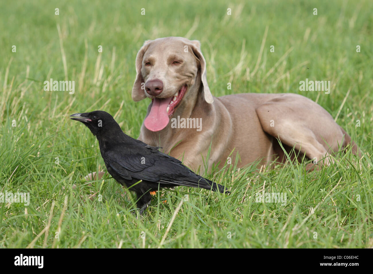Oiseau oiseaux chien chiens Banque de photographies et d’images à haute