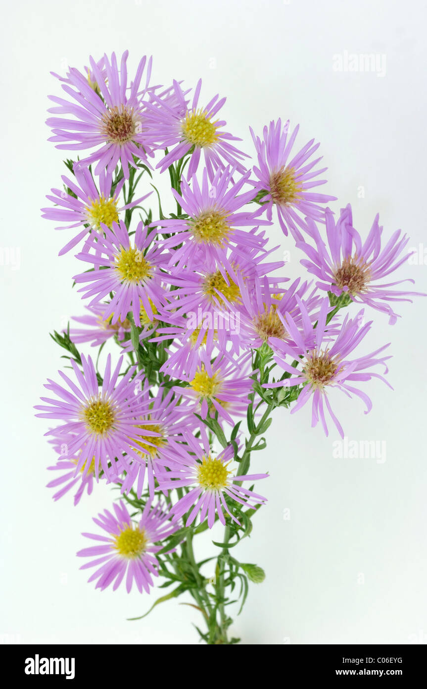 Heath ericoides Aster (Aster, Aster pringlei Rose de Star Star rose). La floraison des rameaux, studio photo sur un fond blanc. Banque D'Images