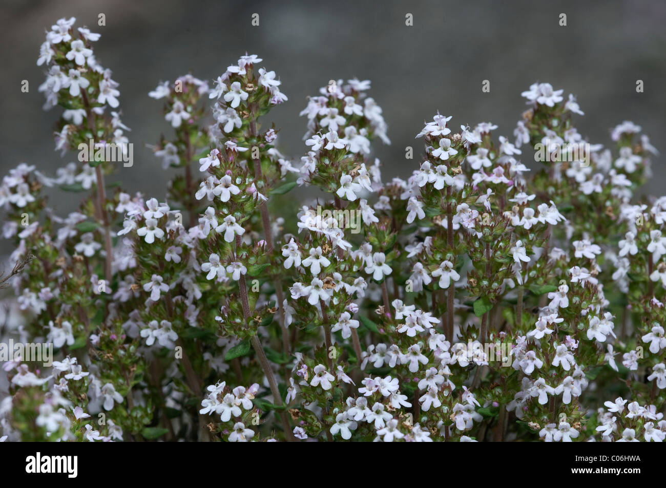 Le thym (Thymus zygis), la floraison. Banque D'Images