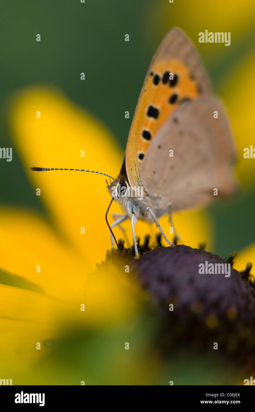 Petit papillon Lycaena phlaeas cuivre - la collecte du pollen Banque D'Images