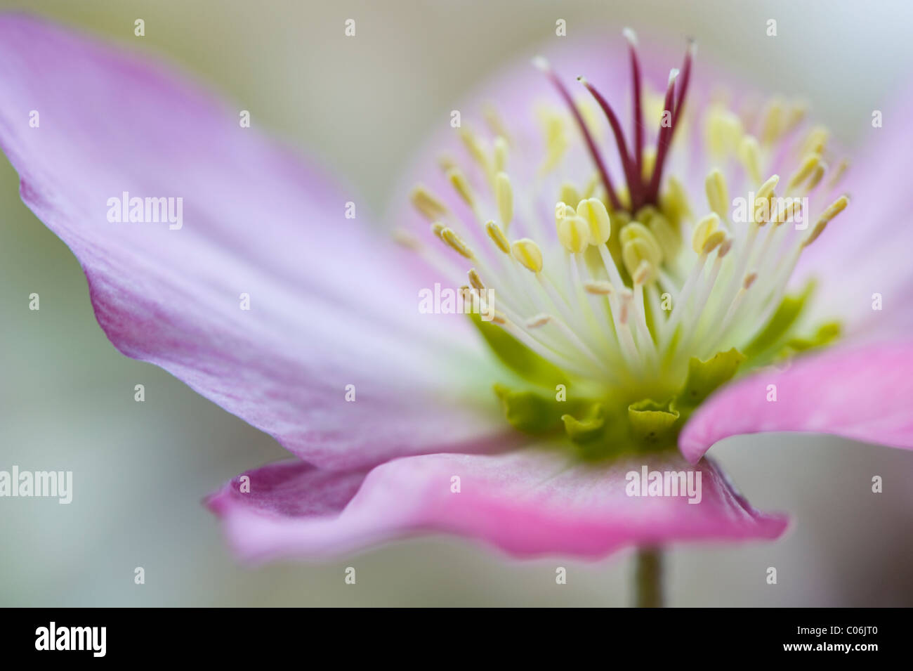 Une seule fleur rose Hellebore Helleborus - Banque D'Images