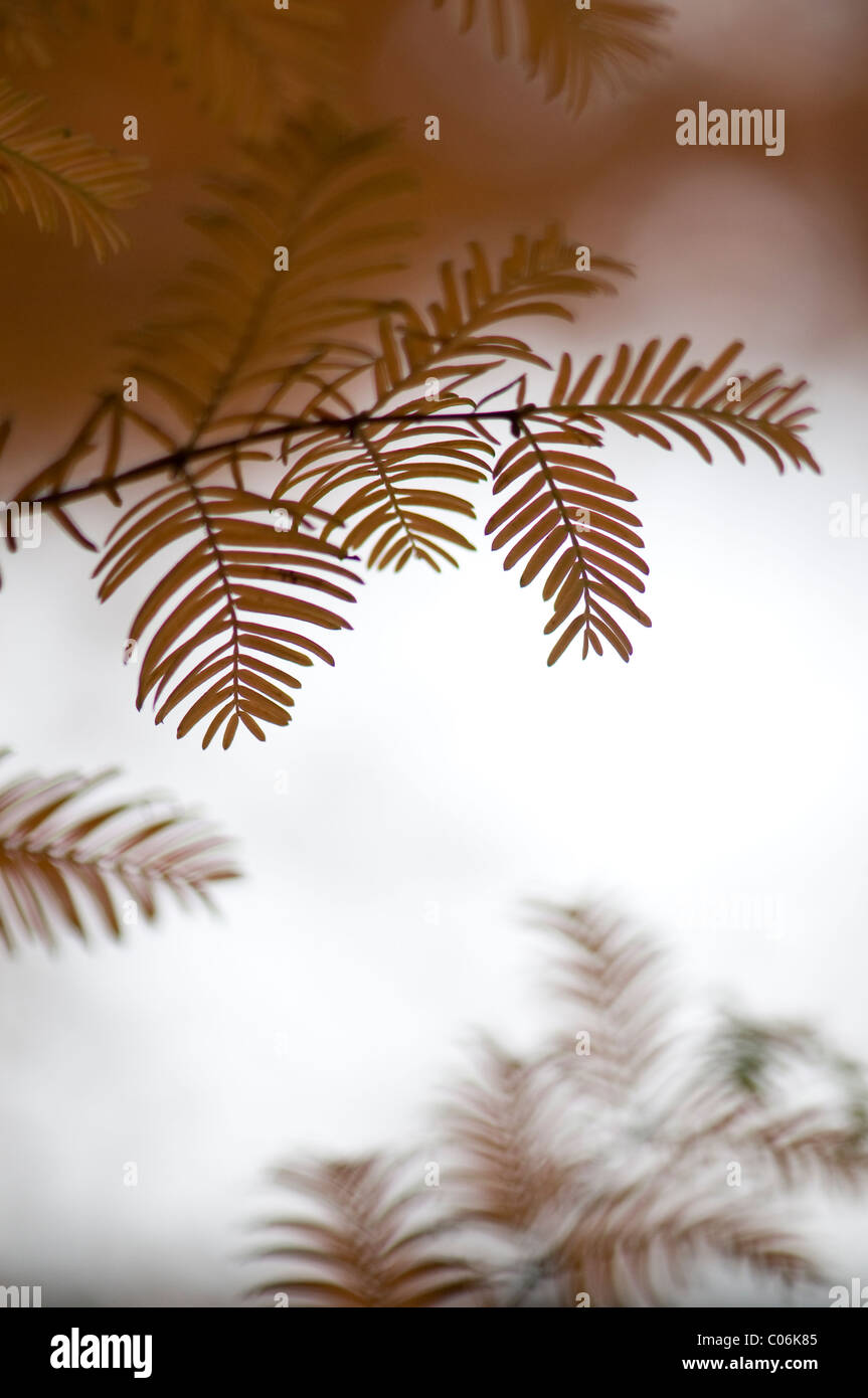 Le soft se découpant le feuillage du Metasequoia glyptostroboides - Dawn Redwood tree Banque D'Images