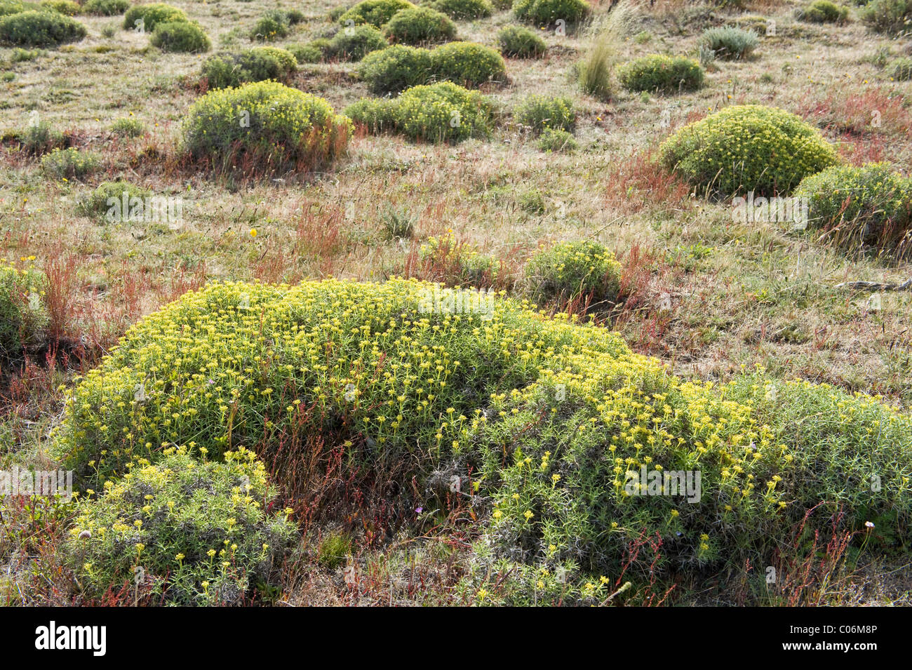 Mulinum spinosum Parc National fleurs Patagonia Torres del Paine Chili Amérique du Sud Banque D'Images