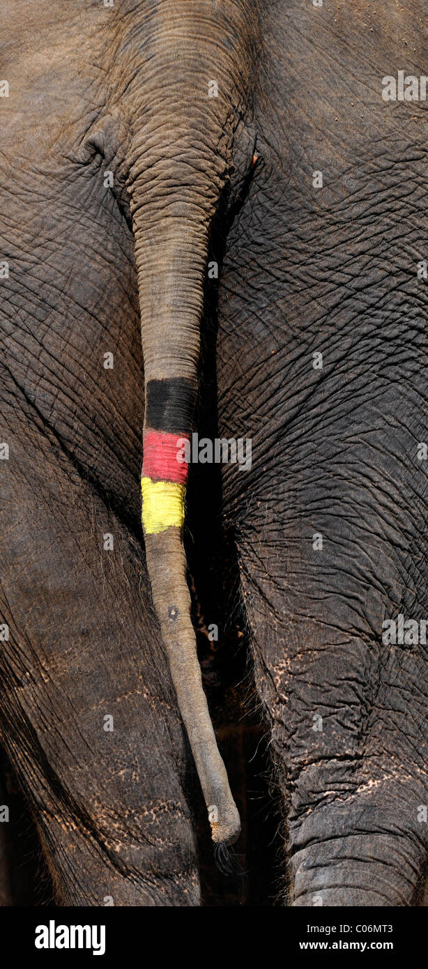 Ou de l'éléphant d'Asie éléphant indien (Elephas maximus), queue peinte avec le drapeau de l'Allemagne lors de la Coupe du Monde FIFA 2010 Banque D'Images