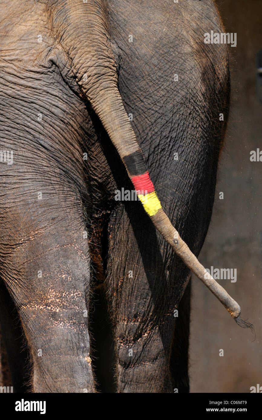 Ou de l'éléphant d'Asie éléphant indien (Elephas maximus), queue peinte avec le drapeau de l'Allemagne lors de la Coupe du Monde FIFA 2010 Banque D'Images