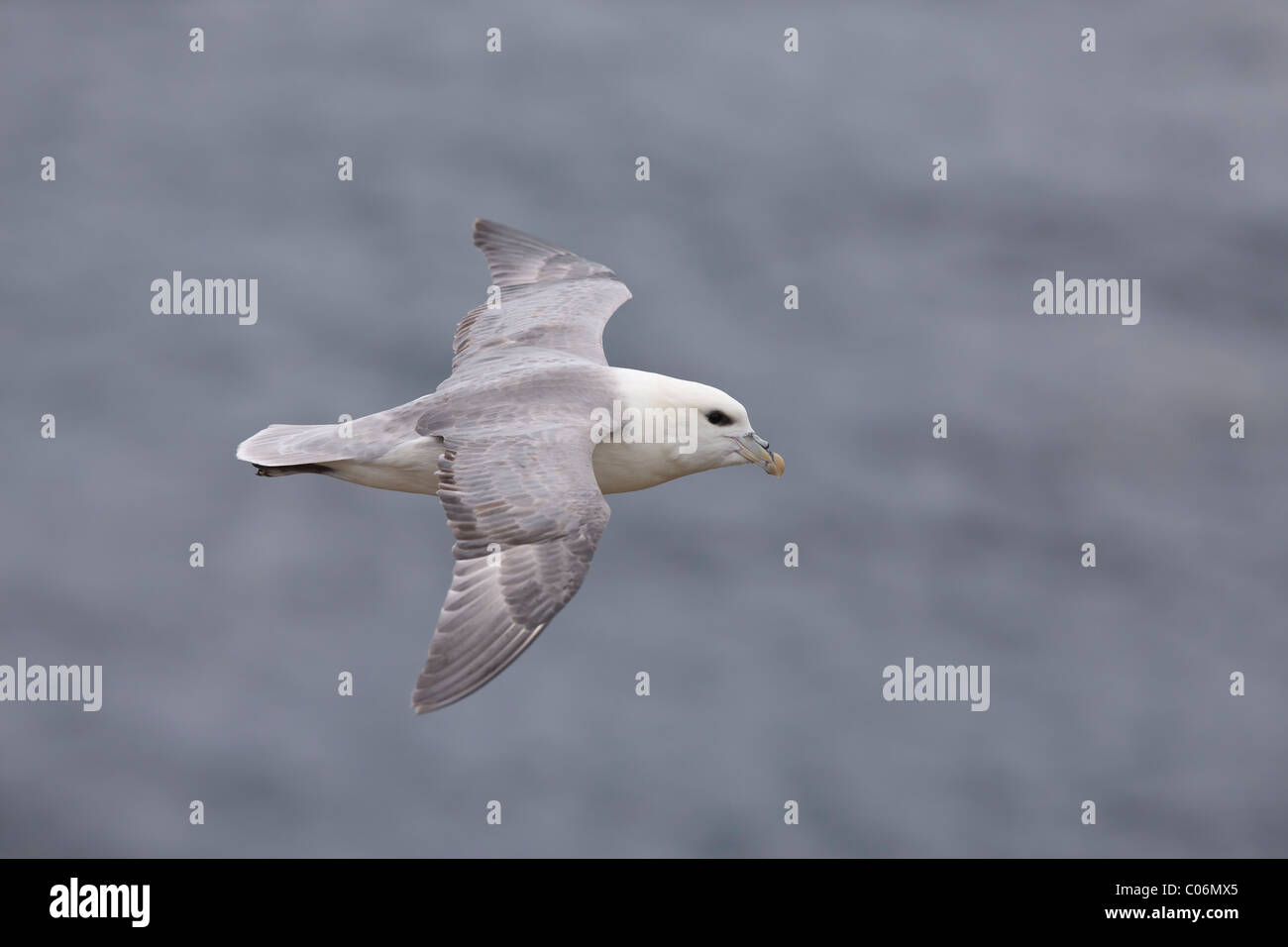 Fulmar en vol Banque D'Images