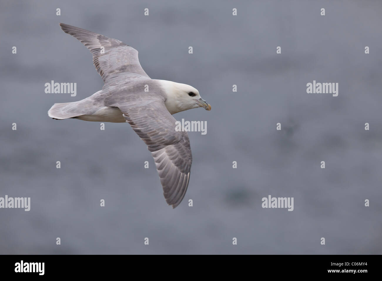 Fulmar en vol Banque D'Images