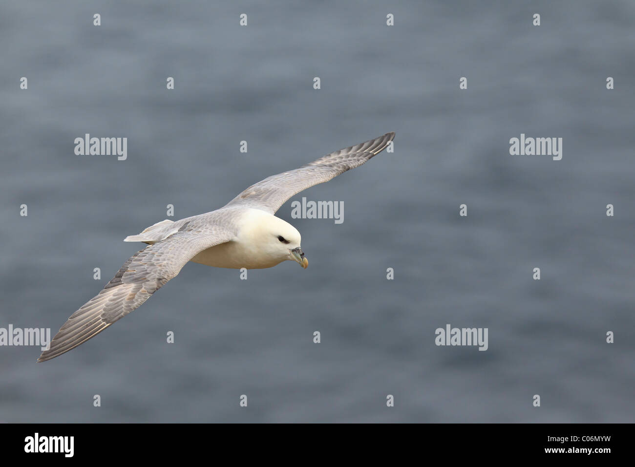 Fulmar en vol Banque D'Images