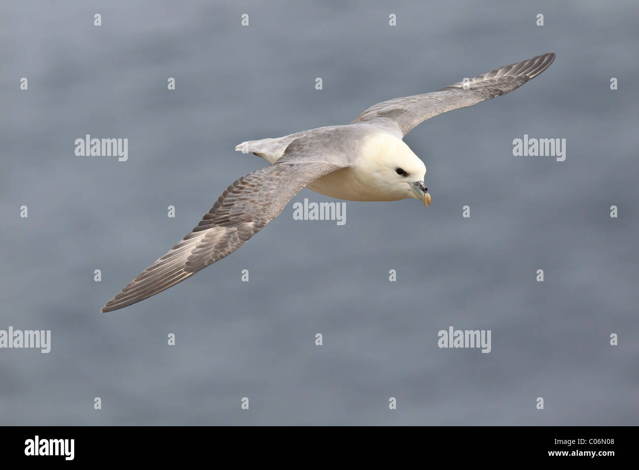 Fulmar en vol Banque D'Images
