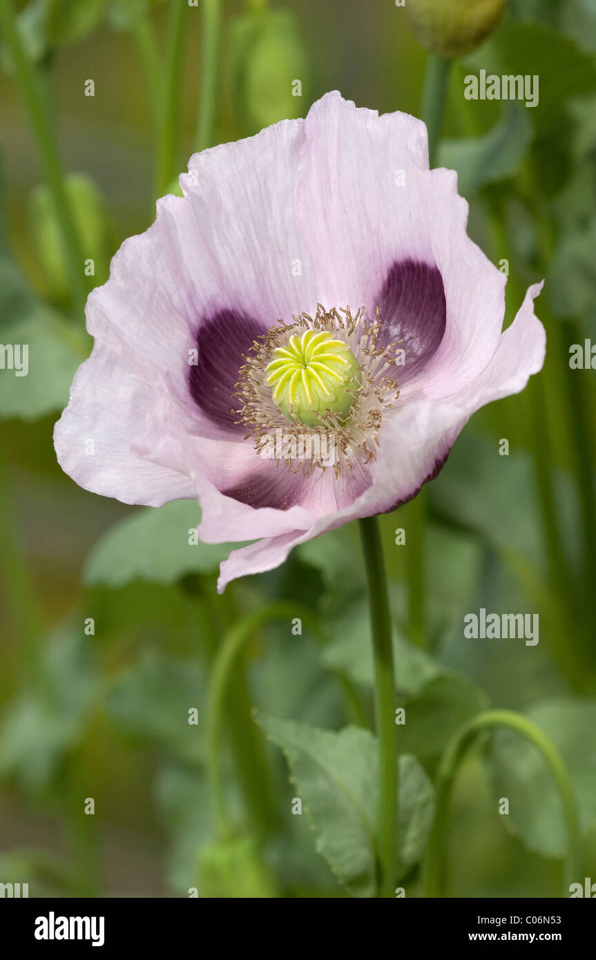 Du pavot à opium (Papaver somniferum), fleur. Banque D'Images