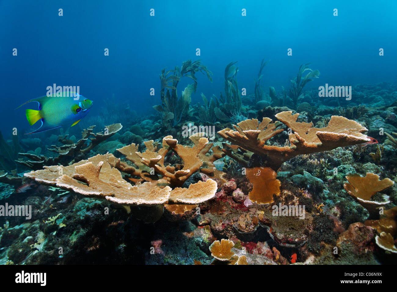 Coraux, poissons, coraux Acropora Staghorn fusionnées (prolifera), Queen Angelfish (Holacanthus ciliaris), Little Tobago, Speyside Banque D'Images