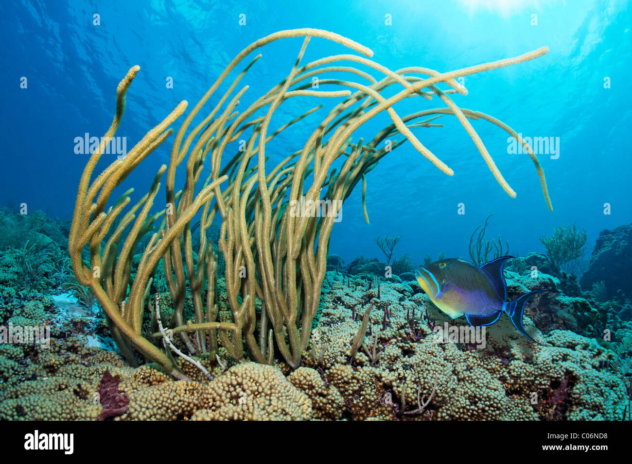 Coral reef, fente géant-pore sea rod (Plexaurella nutans), Queen triggerfish (Balistes vetula), Little Tobago, Speyside Banque D'Images