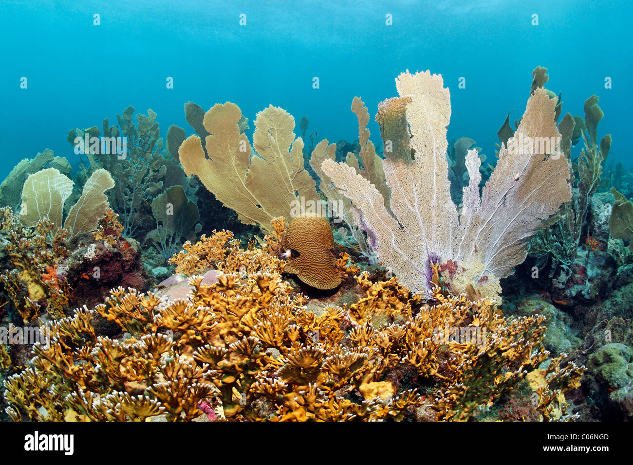 Coral reef, Venus Sea fans (Gorgonia flabellum), ramifiés (Millepora alcicornis corail de feu), jaune, Little Tobago, Speyside Banque D'Images