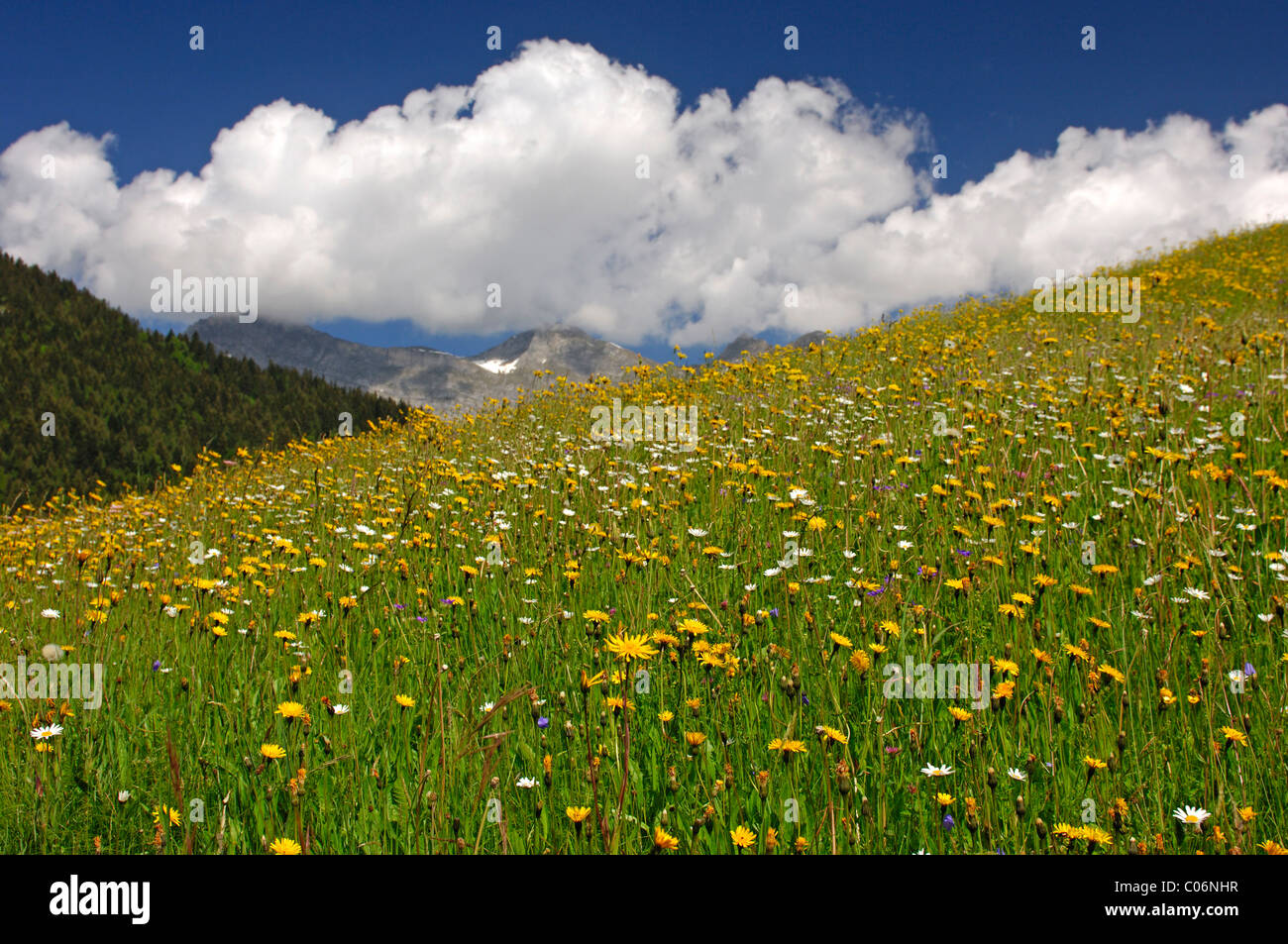 Prairie en fleurs, prairies alpines au printemps, à l'Oberland Bernois, Suisse, Europe Banque D'Images