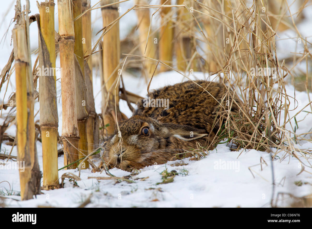 Lièvre d'Europe (Lepus europaeus) avec les oreilles télévision cachée dans stubblefield dans la neige en hiver Banque D'Images