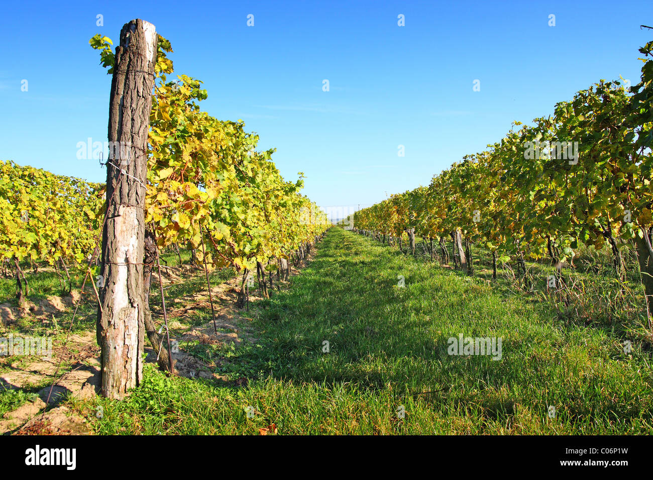 Vignoble à Melnik Banque D'Images