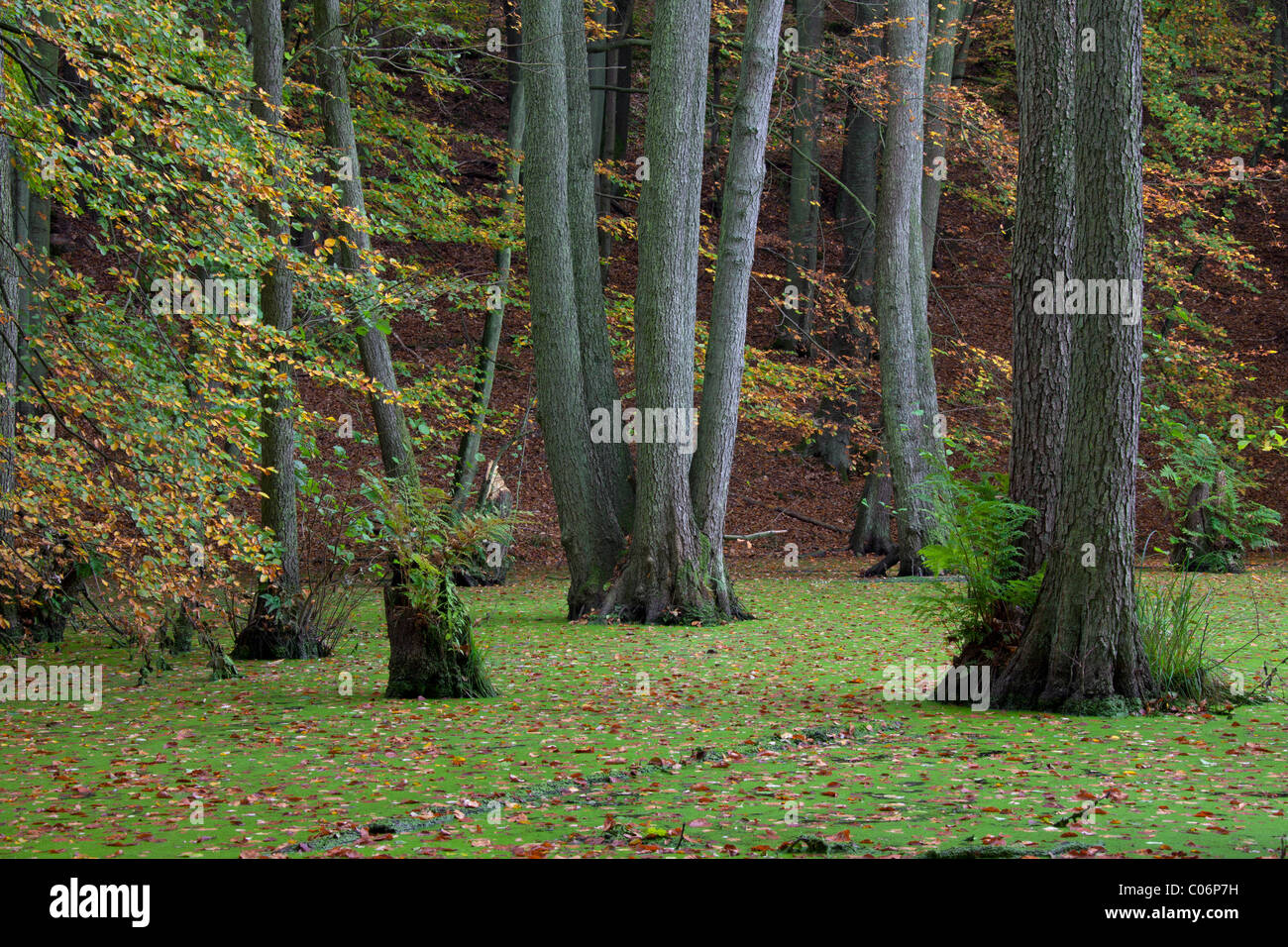 L'Aulne européen, l'Aulne (Alnus glutinosa) dans la région de marais, le Parc National de Jasmund, Ruegen island, Berlin, Germany Banque D'Images