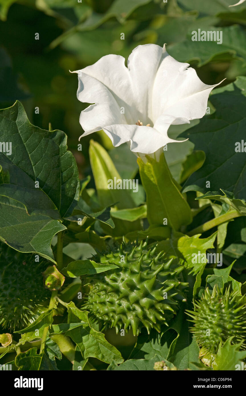 Thorn Apple (Datura stramonium). Twig avec fleur et fruit non mûr. Banque D'Images