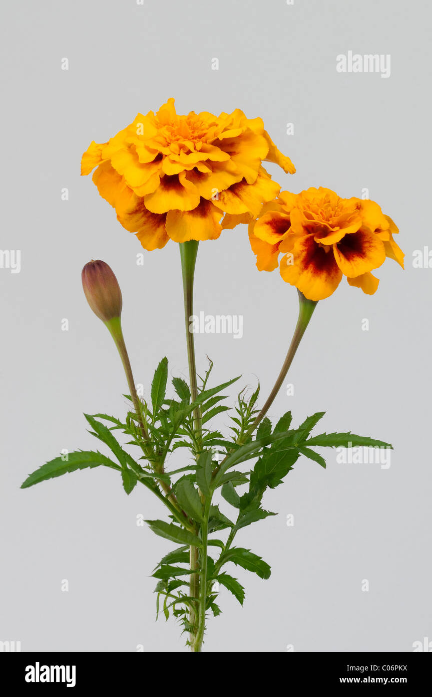 Marigold mexicain (Tagetes erecta), Sommité florifère. Studio photo sur un fond blanc. Banque D'Images