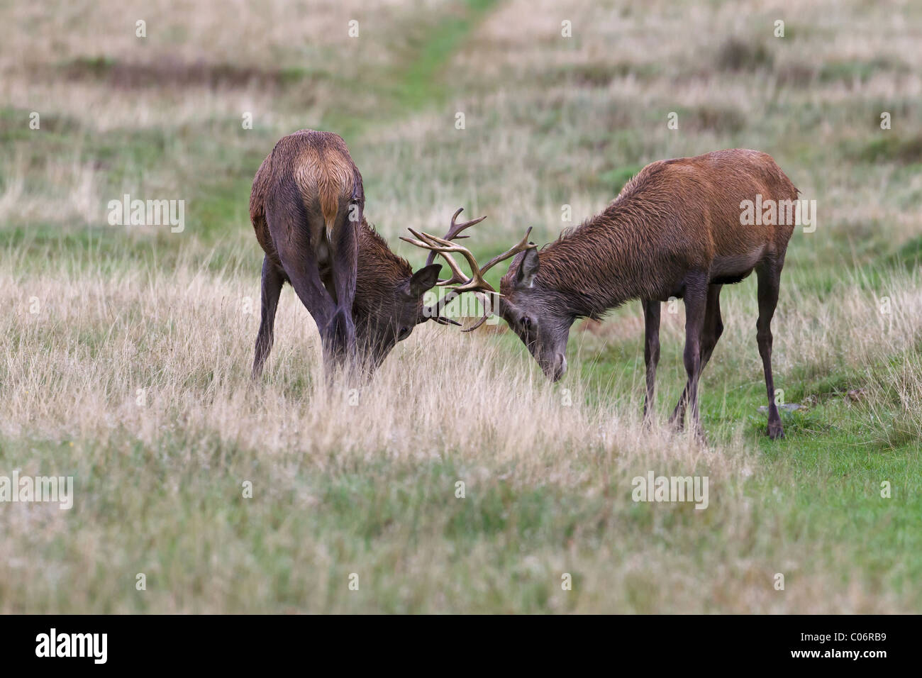 Red Deer pratiquant l'ornière bucks Banque D'Images