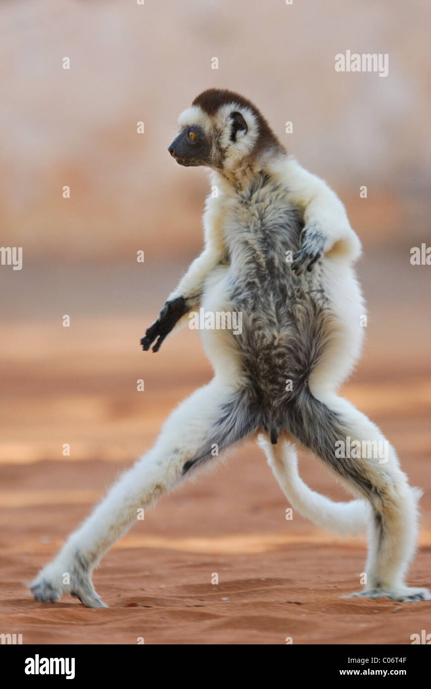 Le Propithèque de verreaux (Propithecus verreauxi) Danse de Madagascar Banque D'Images